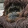 disquisitive.ape
