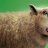 Sheep Life Z