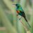 Sunbird