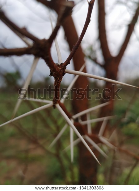 white-kameeldoring-thorn-tree-600w-1341303806.jpg
