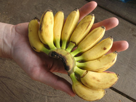 mini-bananas-1.jpg